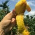芒果贵妃芒3-5两