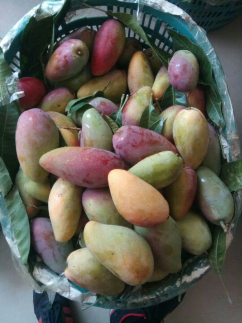 芒果贵妃芒3-5两