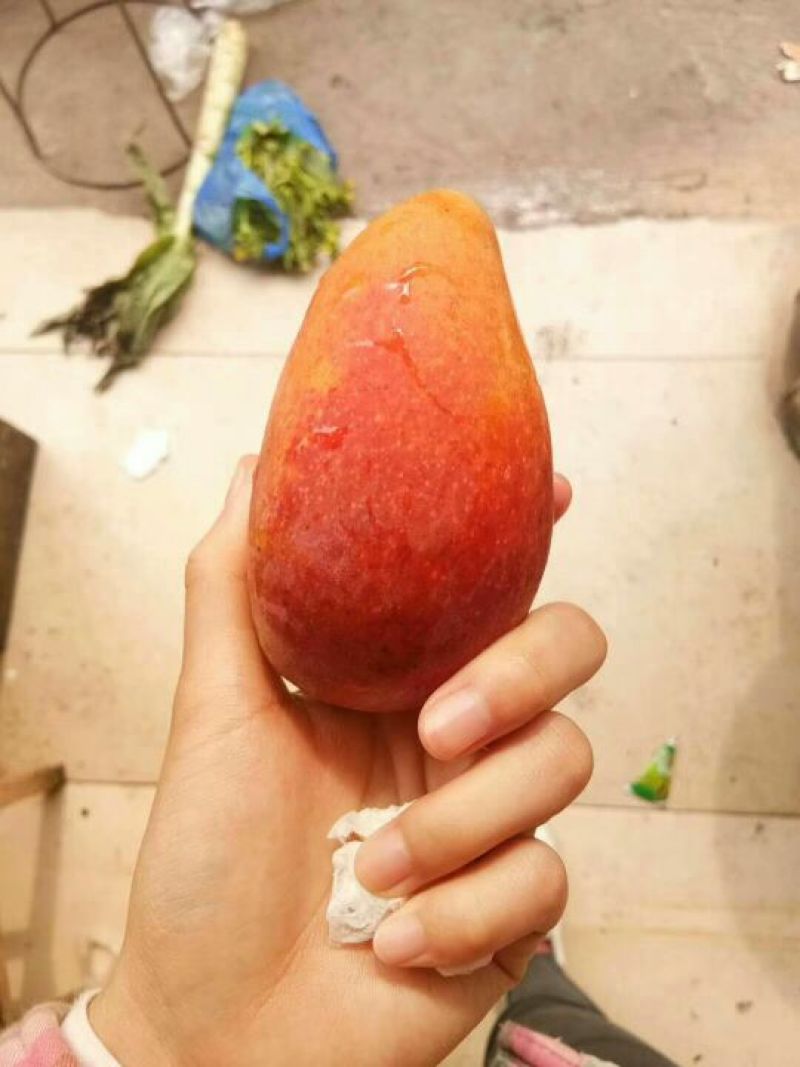 芒果贵妃芒3-5两