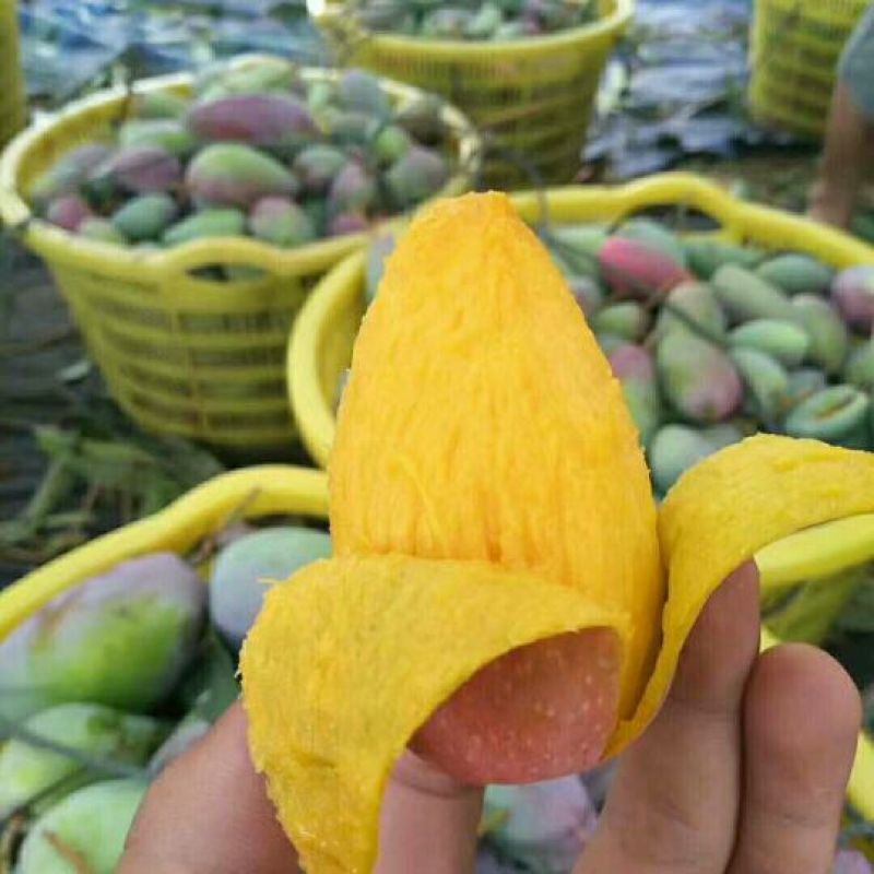 芒果贵妃芒3-5两