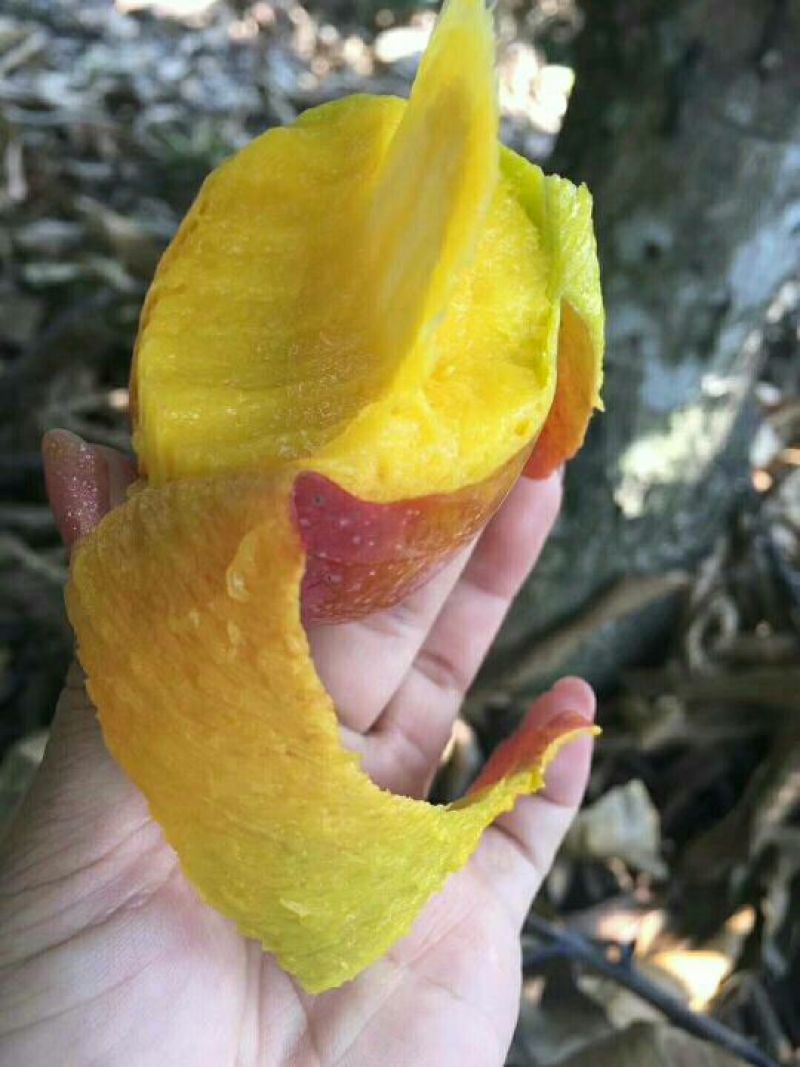 芒果贵妃芒3-5两