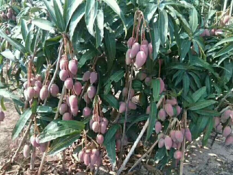 芒果贵妃芒3-5两