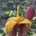 芒果贵妃芒3-5两