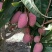 芒果贵妃芒3-5两