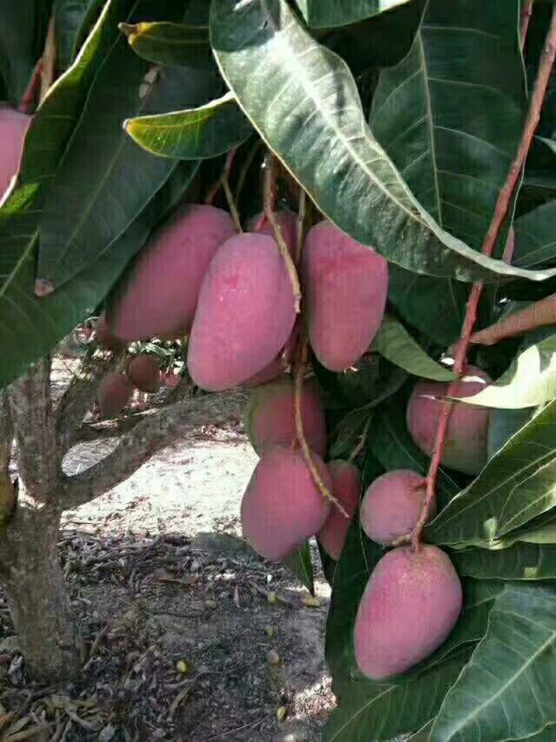 芒果贵妃芒3-5两
