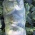 扁包菜2~3公斤精品