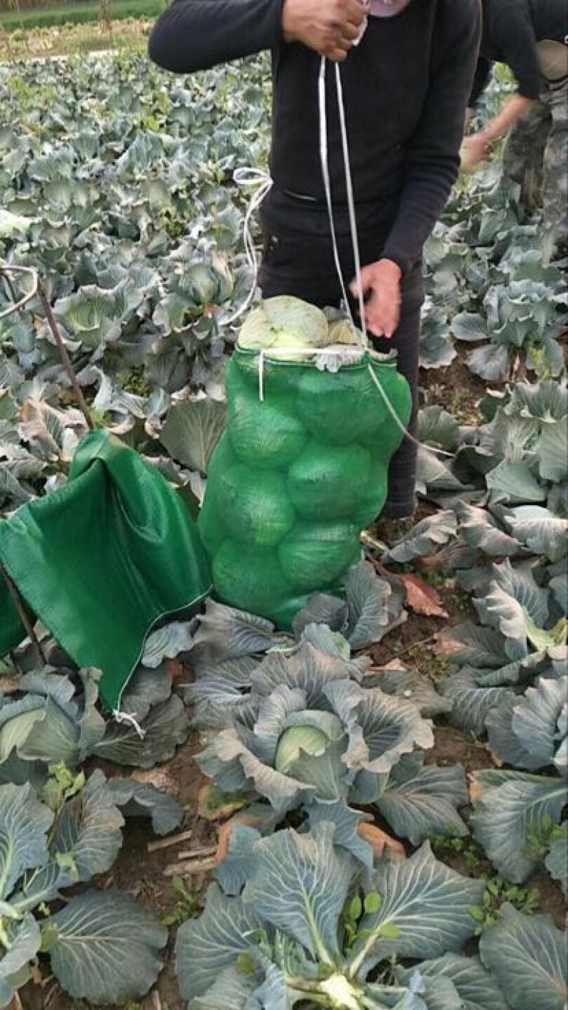 扁包菜2~3公斤精品
