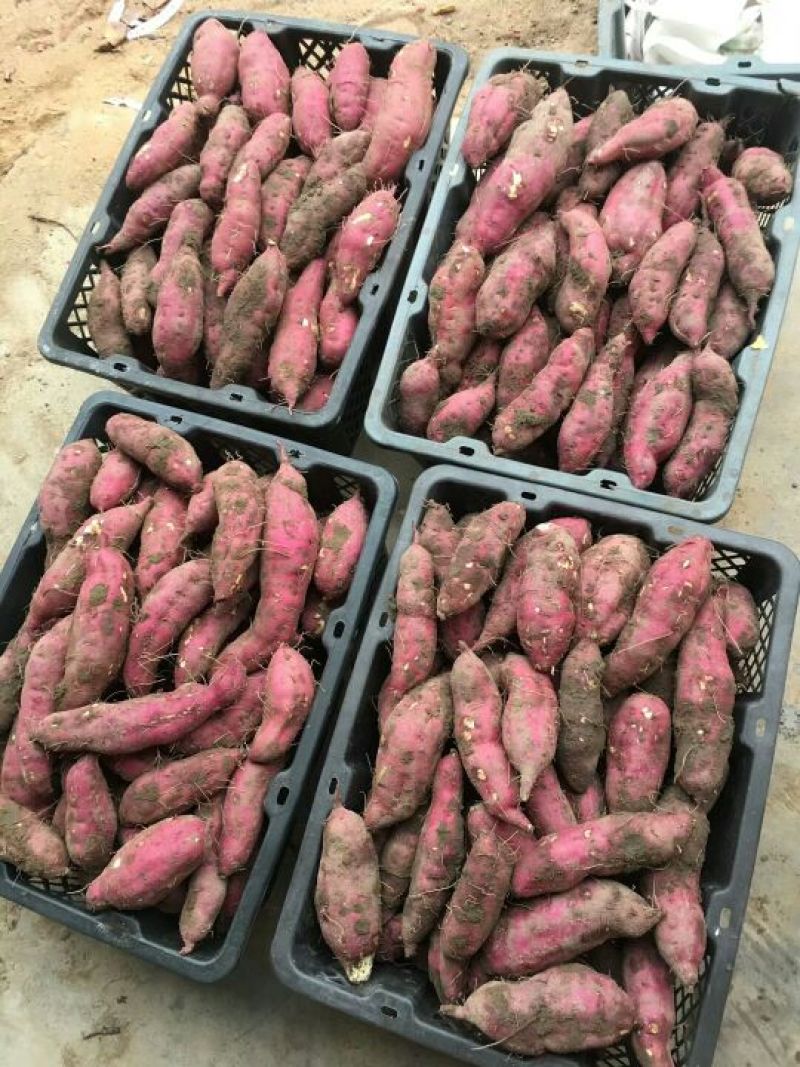 红薯商品薯黄心3两以上