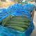 【热卖中】鲜花带刺黄瓜货源充足保质保量全国发货