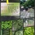 绿皮小冬瓜
