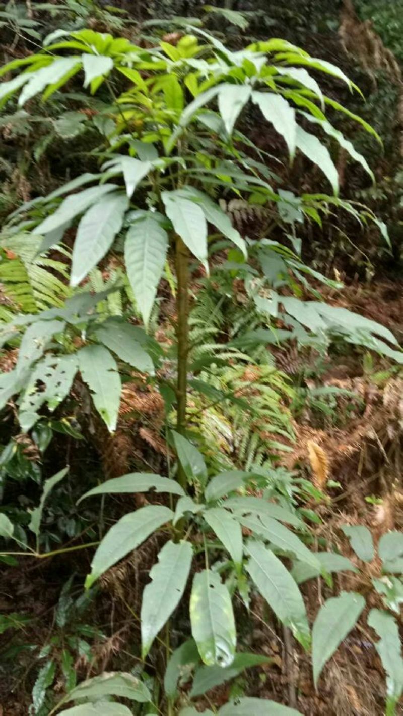 发财树不含盆