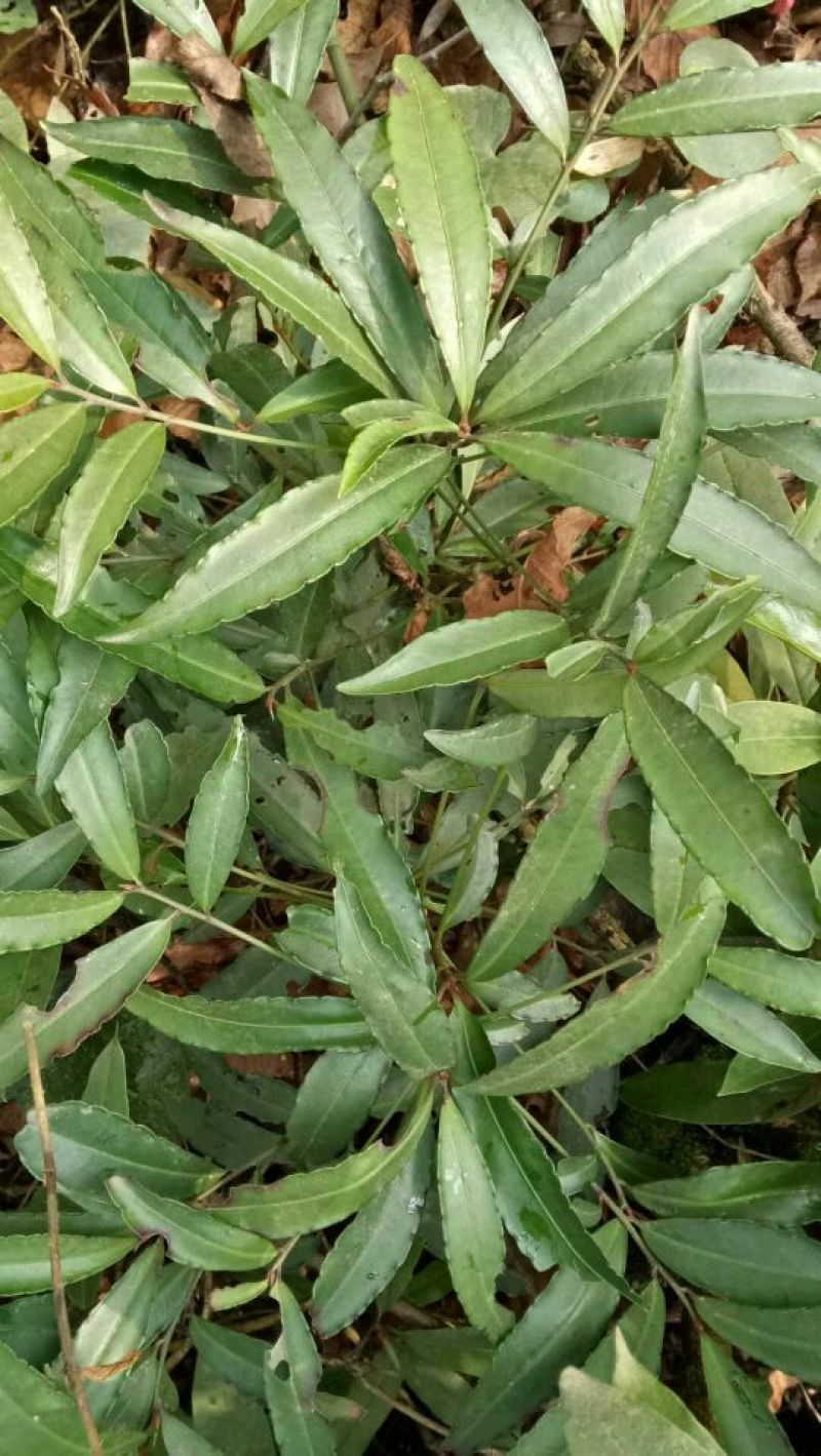 发财树不含盆