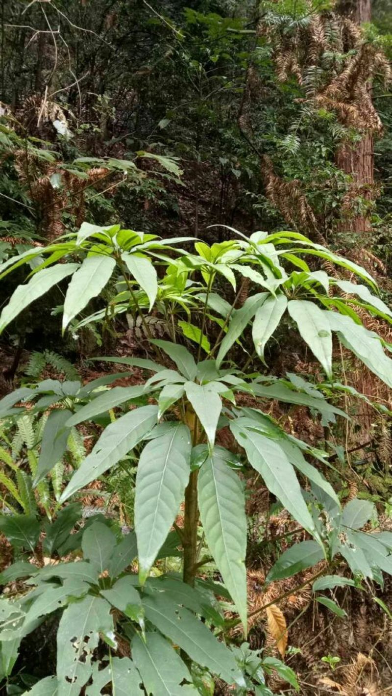 发财树不含盆