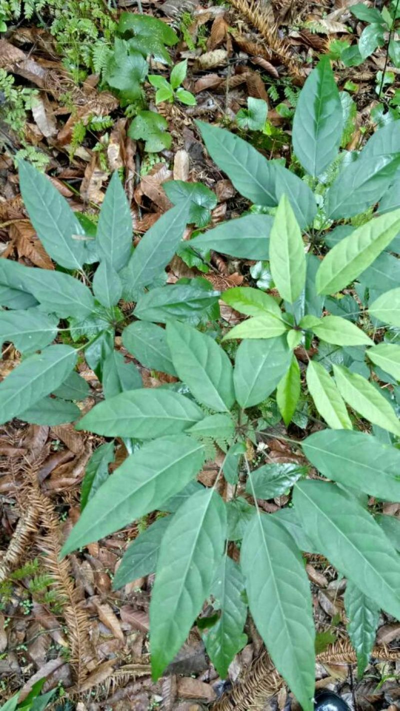 发财树不含盆