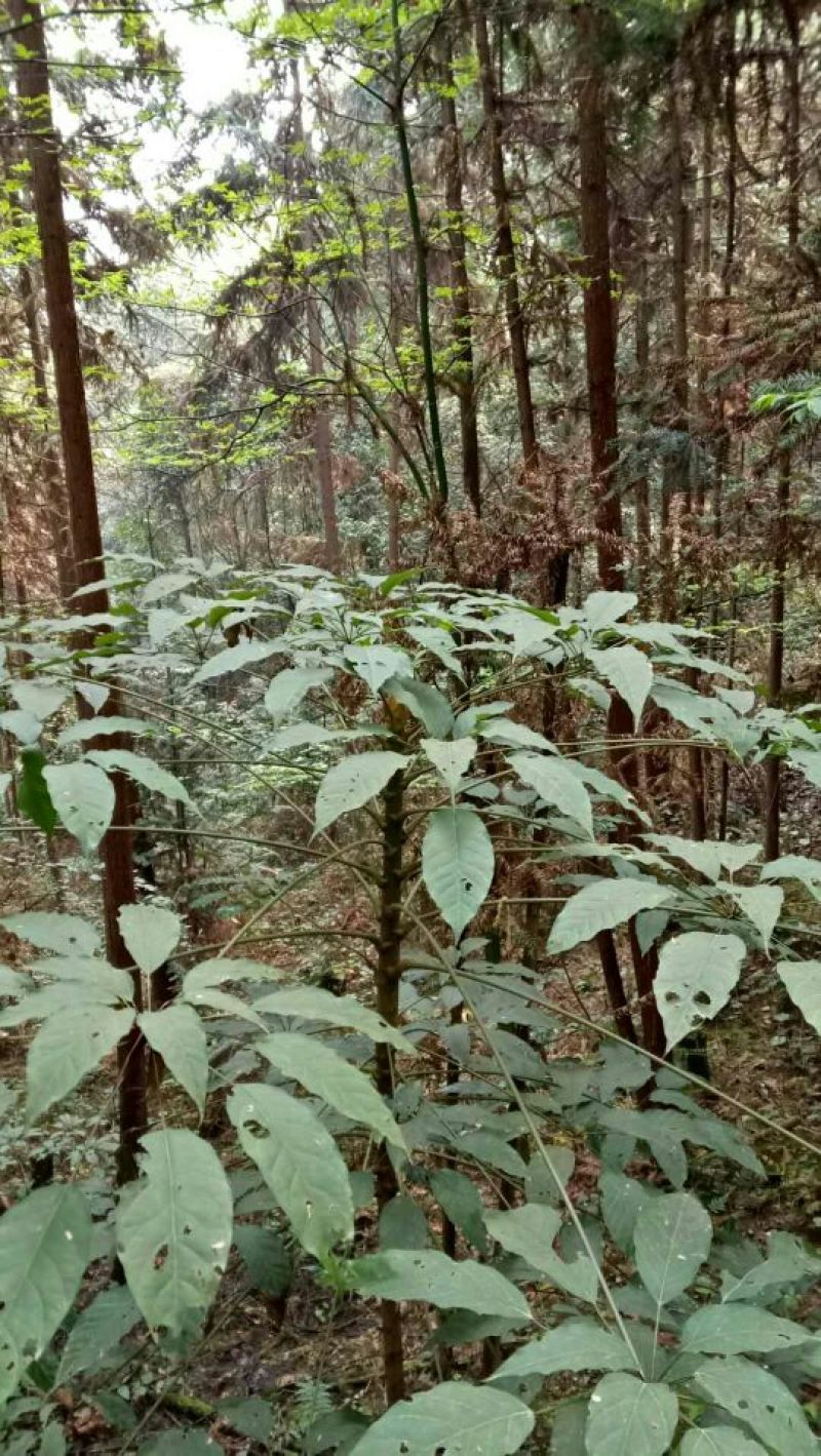 发财树不含盆