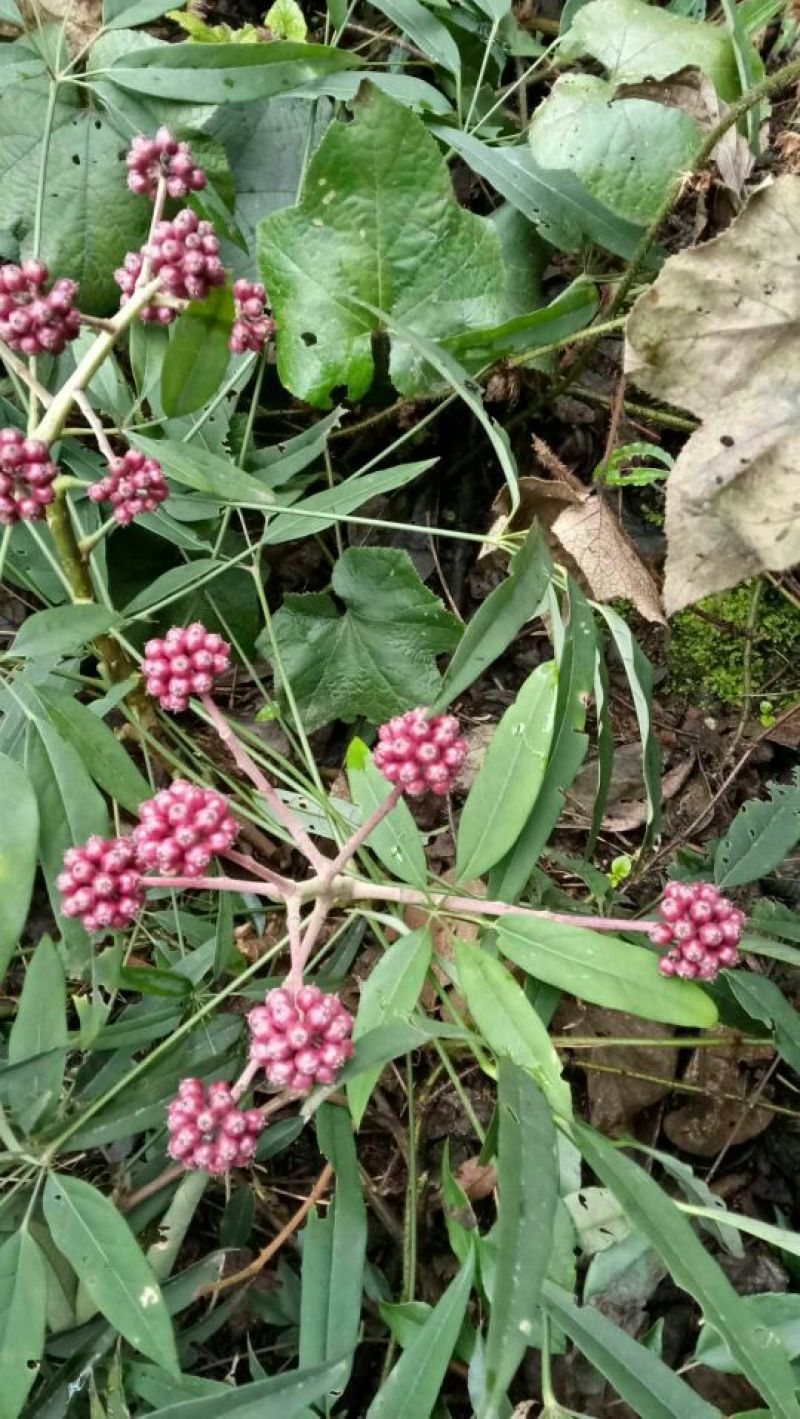 发财树不含盆