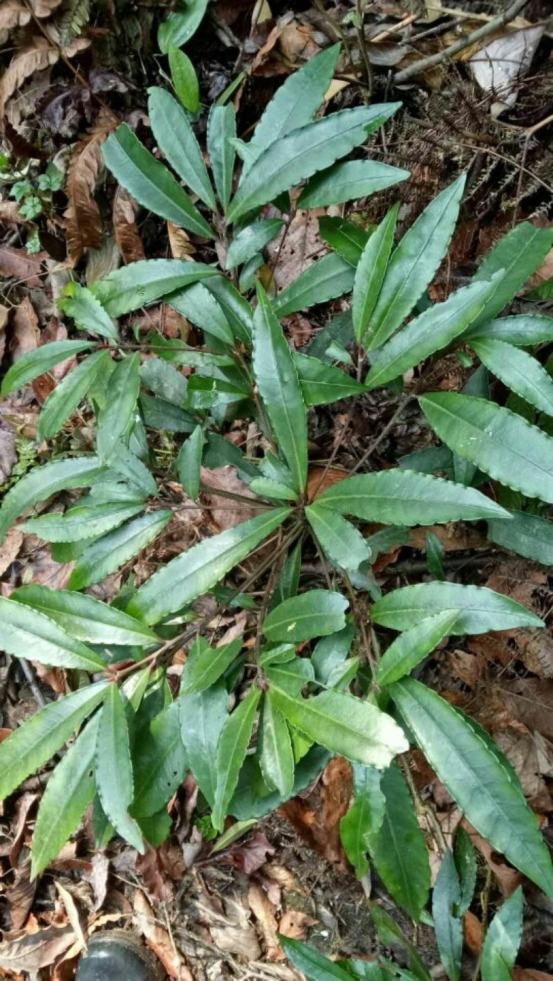 发财树不含盆