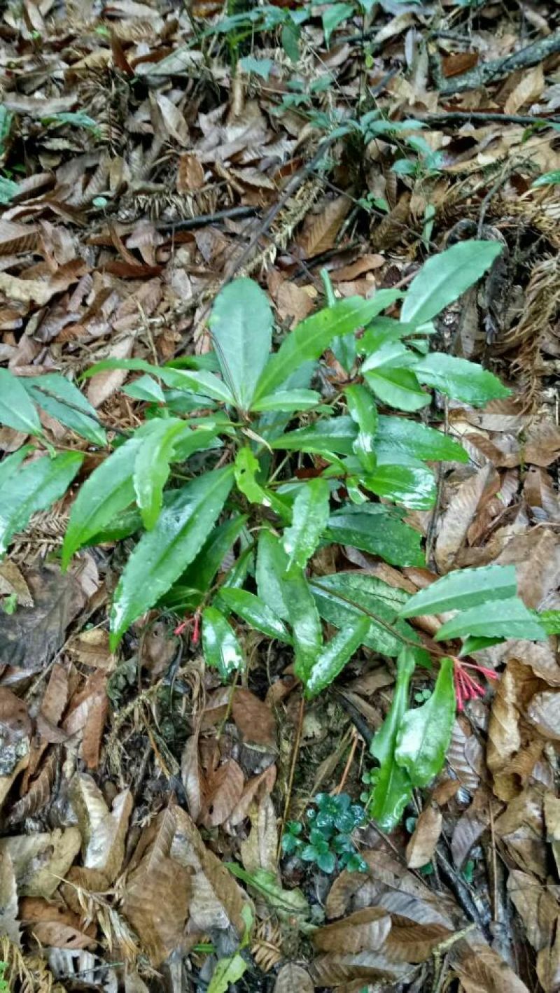 发财树不含盆