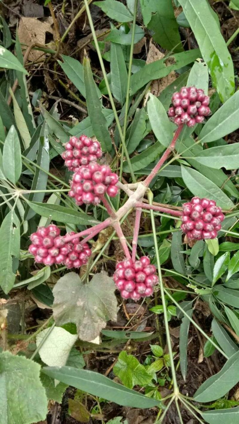 发财树不含盆