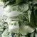 菊紧春季黄心大白菜，包心实，无烧心，产地直发