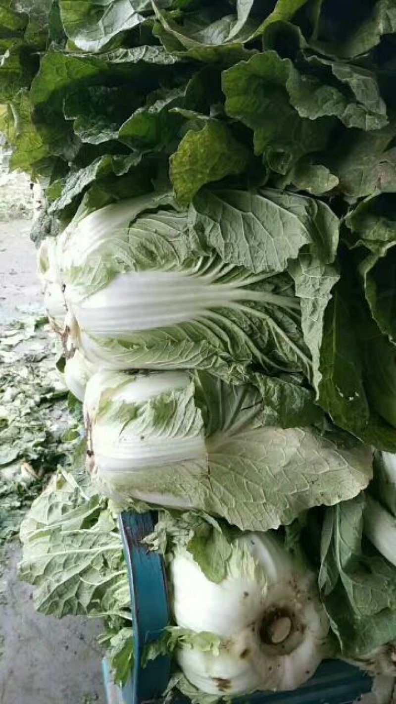 菊紧春季黄心大白菜，包心实，无烧心，产地直发