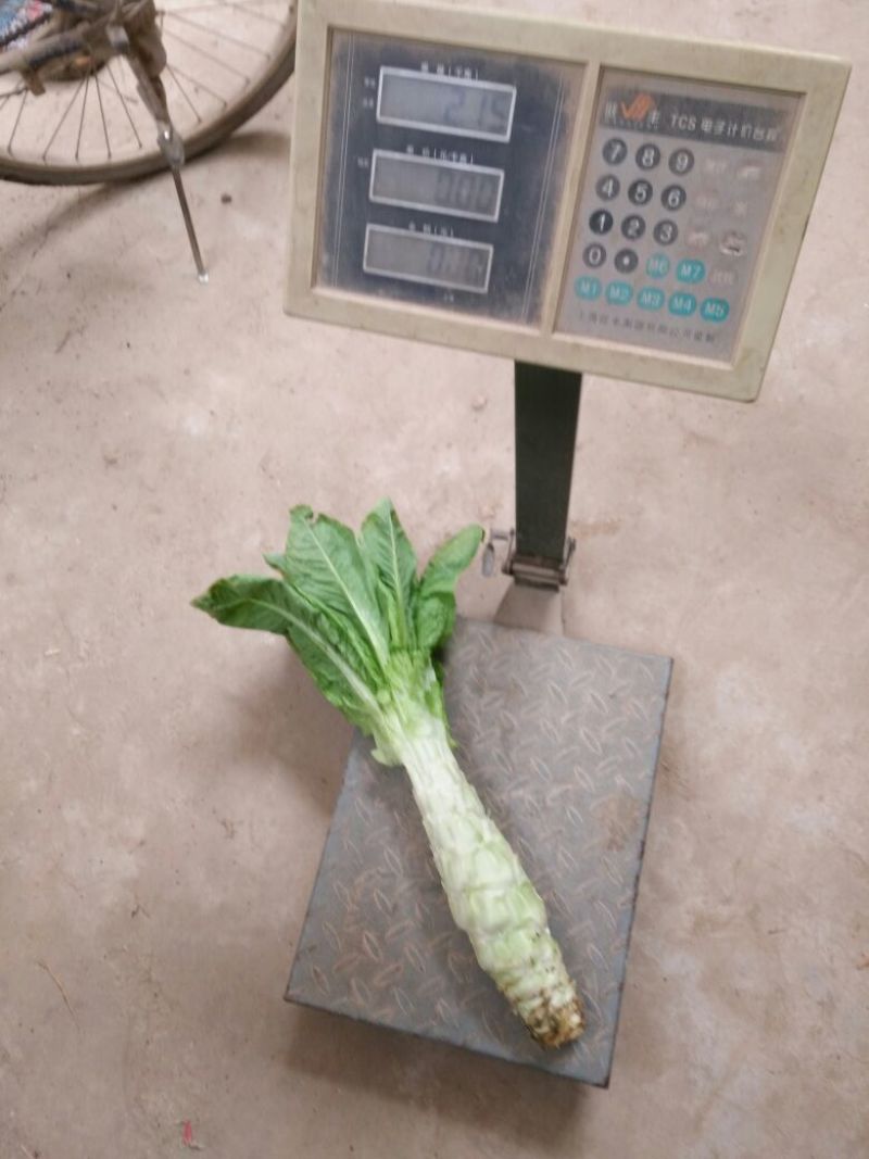 圆尖莴笋2斤以上40~50cm