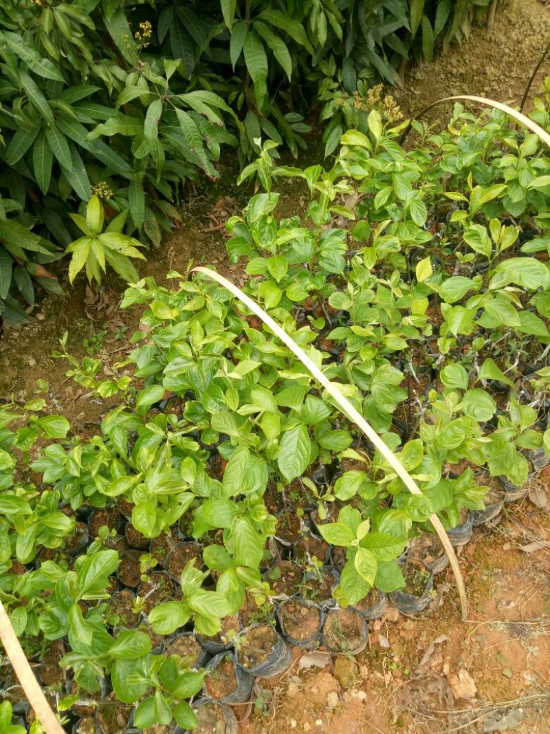 柿子树苗50~80cm