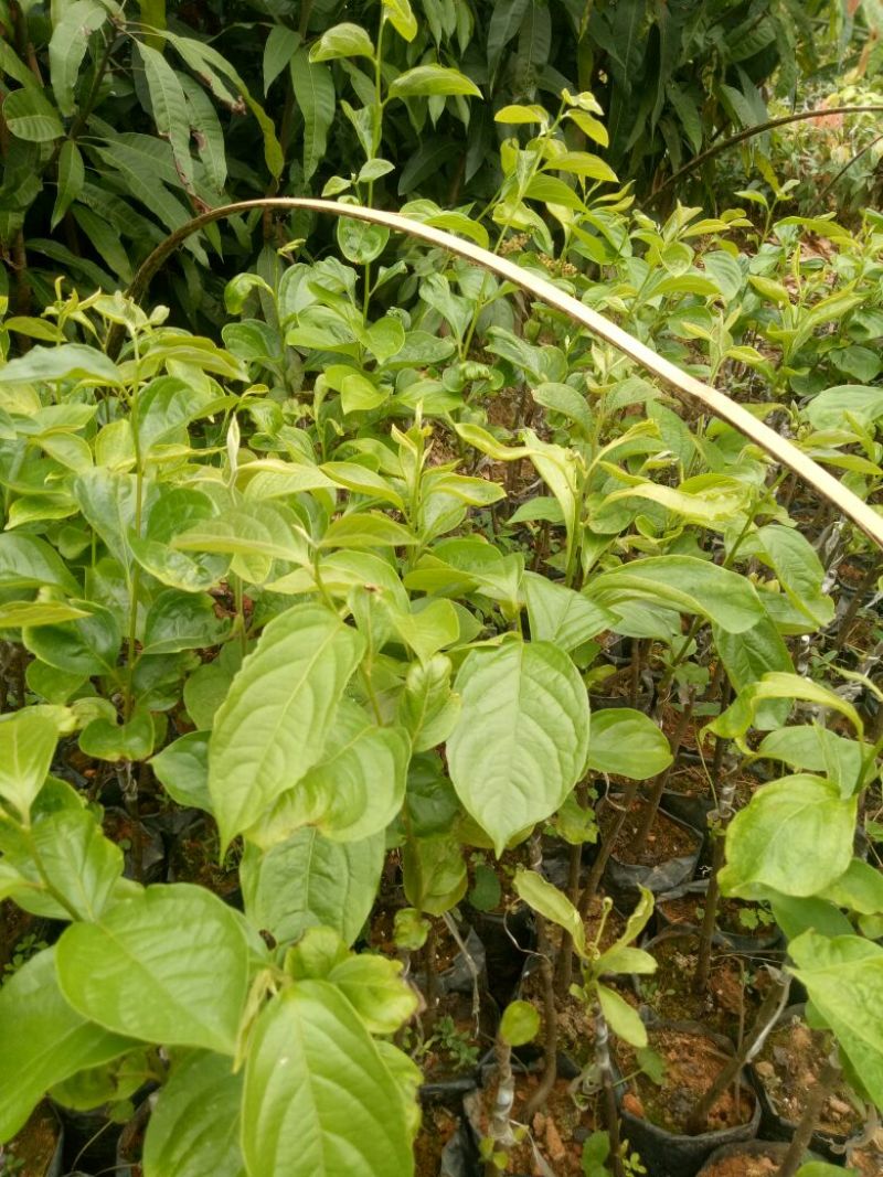 柿子树苗50~80cm