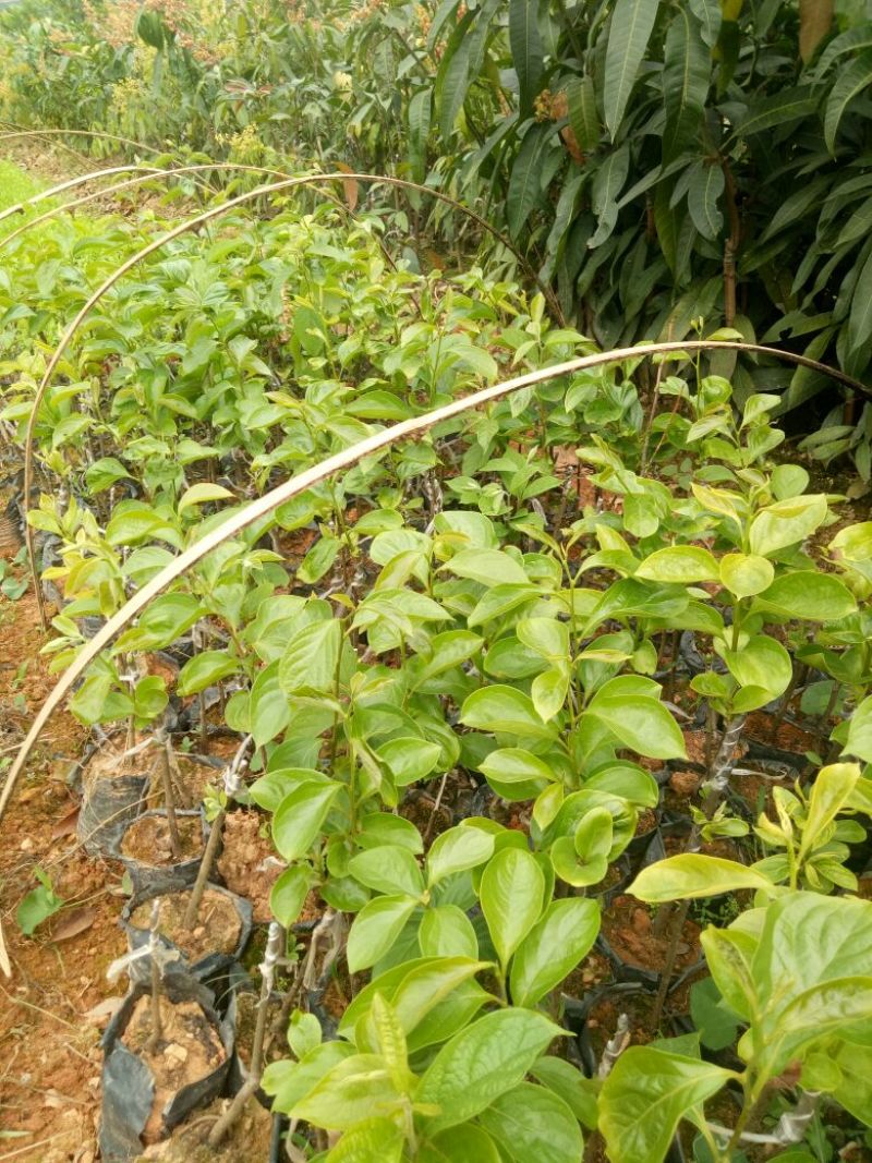 柿子树苗50~80cm