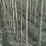 107杨树30~50cm
