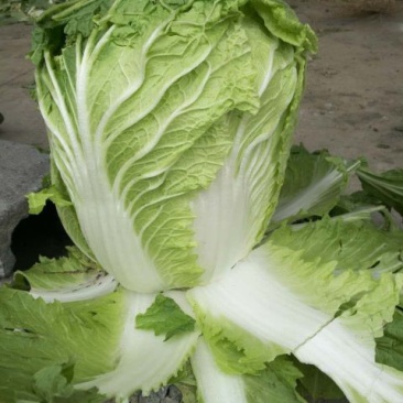 白菜菊锦黄心大白菜，量大，质量好，无烧心烂心