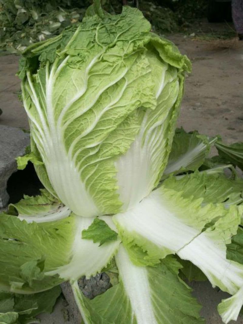 白菜菊锦黄心大白菜，量大，质量好，无烧心烂心