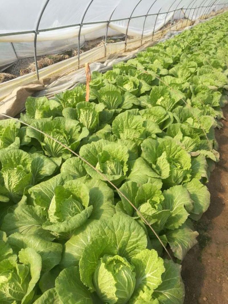 白菜菊锦黄心大白菜，量大，质量好，无烧心烂心