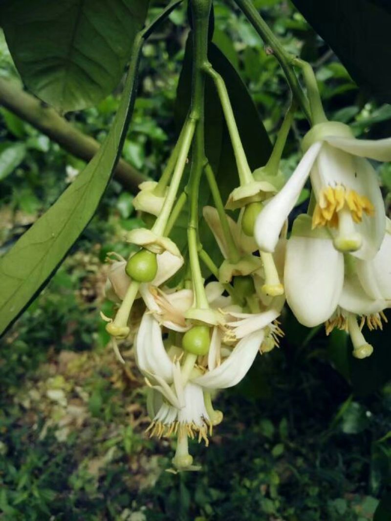 蜜柚次果，红柚次果1.8斤以下