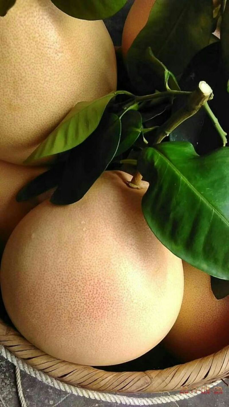 蜜柚次果，红柚次果1.8斤以下