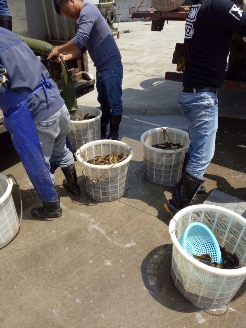 台湾泥鳅食用人工养殖10~15cm