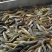 台湾泥鳅食用人工养殖10~15cm