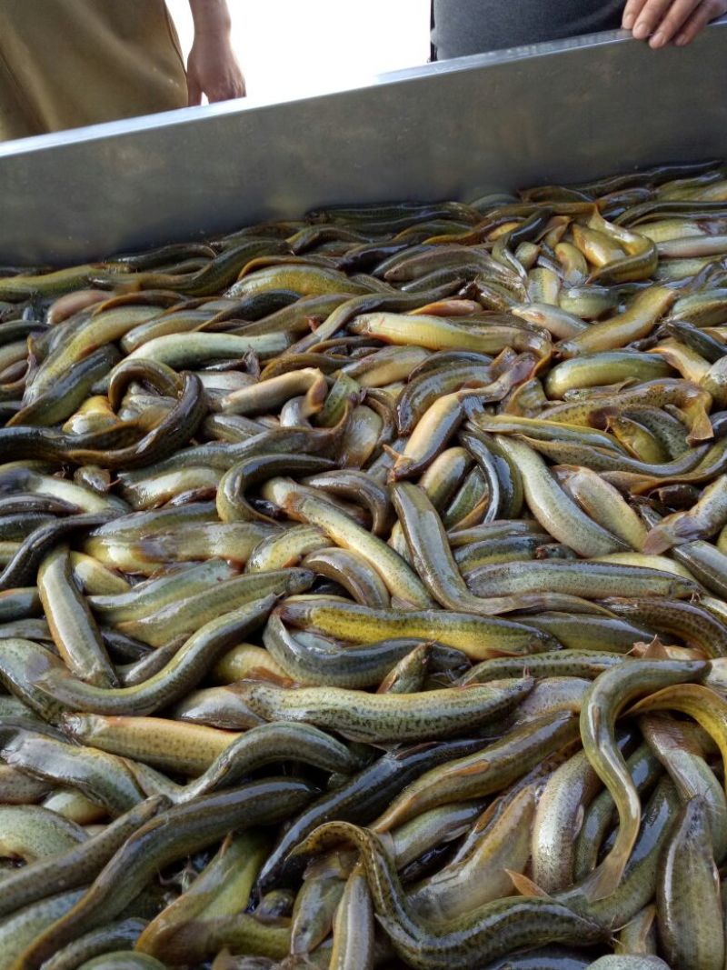 台湾泥鳅食用人工养殖10~15cm