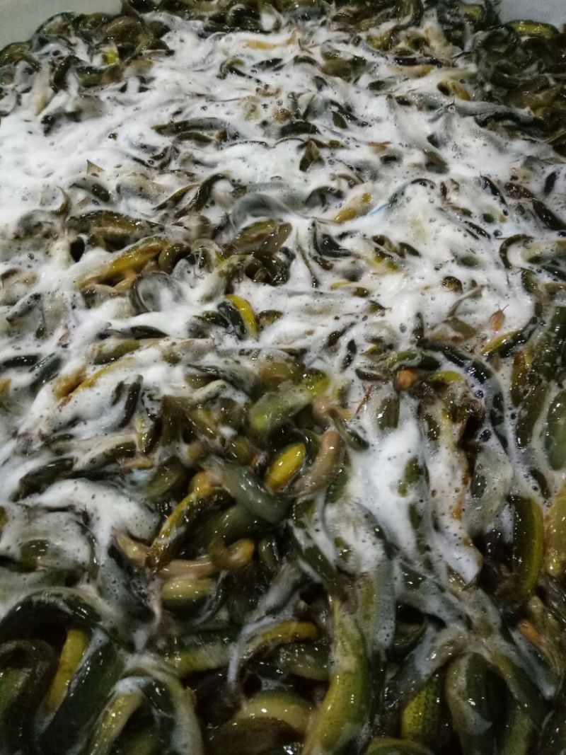台湾泥鳅食用人工养殖10~15cm