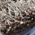 2025年新货三号茶树菇没开伞小帽子细条煲汤食材