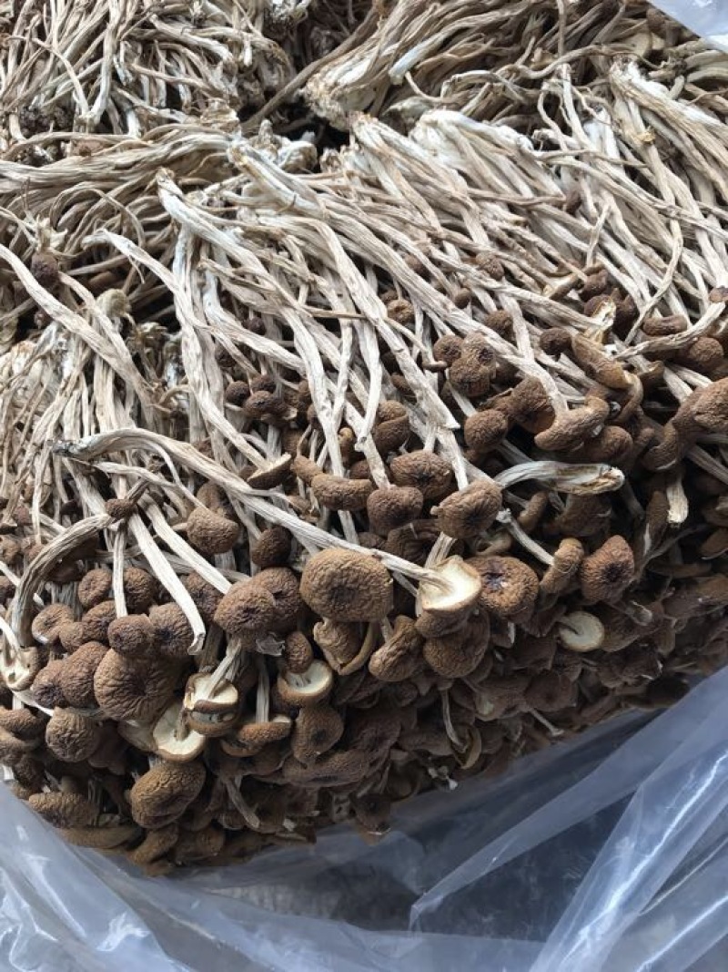 2025年新货三号茶树菇没开伞小帽子细条煲汤食材