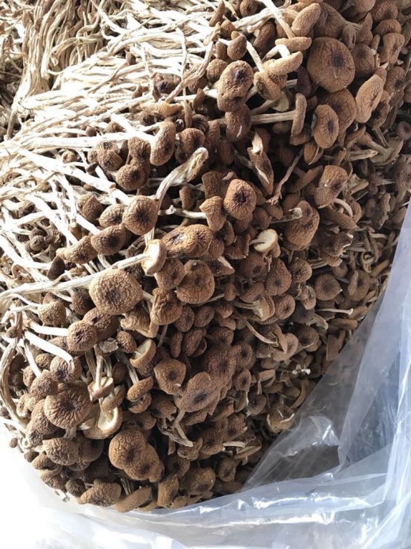 2025年新货三号茶树菇没开伞小帽子细条煲汤食材