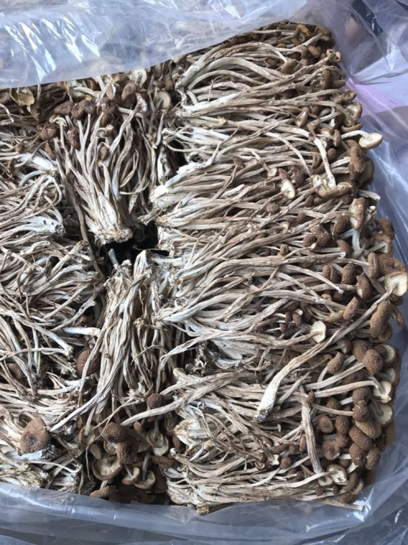 2025年新货三号茶树菇没开伞小帽子细条煲汤食材