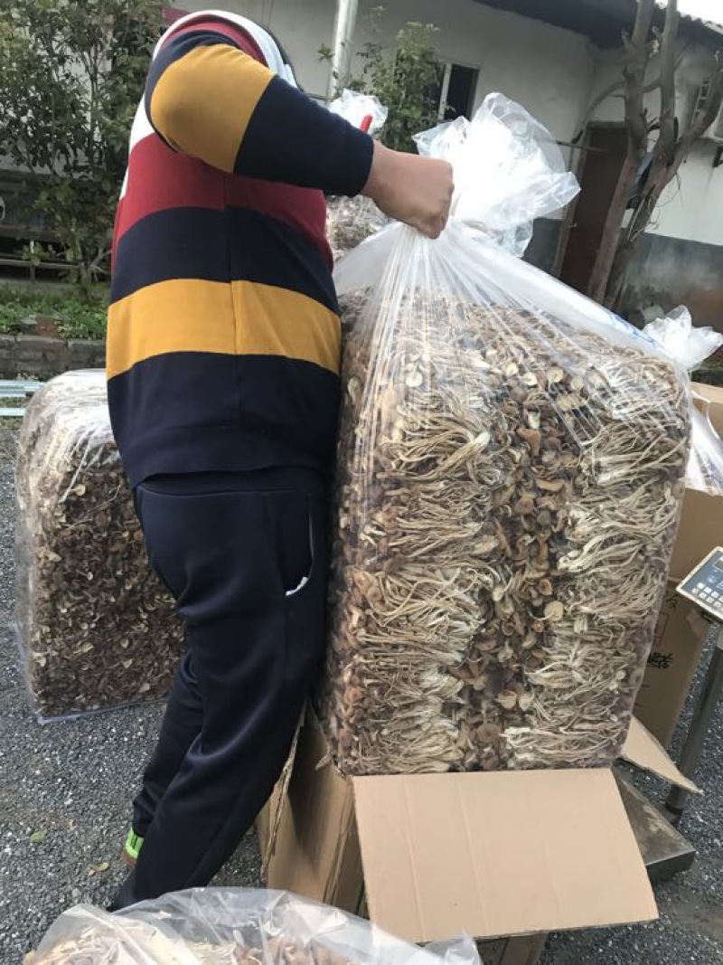 2025年新货三号茶树菇没开伞小帽子细条煲汤食材