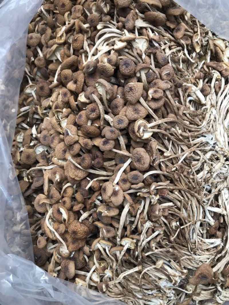 2025年新货三号茶树菇没开伞小帽子细条煲汤食材