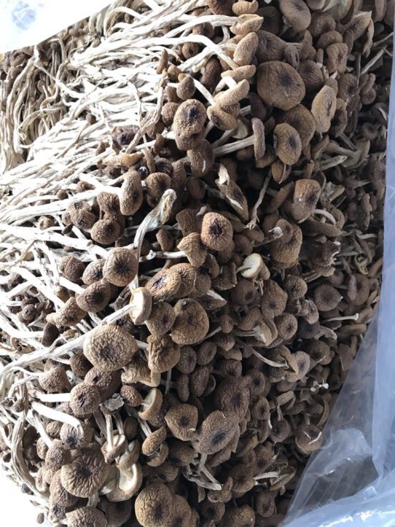 2025年新货三号茶树菇没开伞小帽子细条煲汤食材