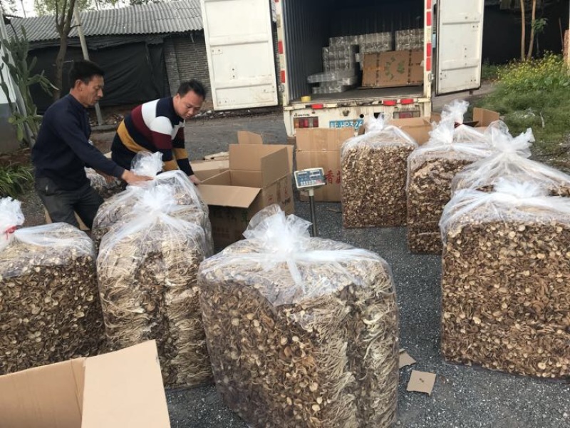 2025年新货三号茶树菇没开伞小帽子细条煲汤食材