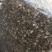2025年新货三号茶树菇没开伞小帽子细条煲汤食材