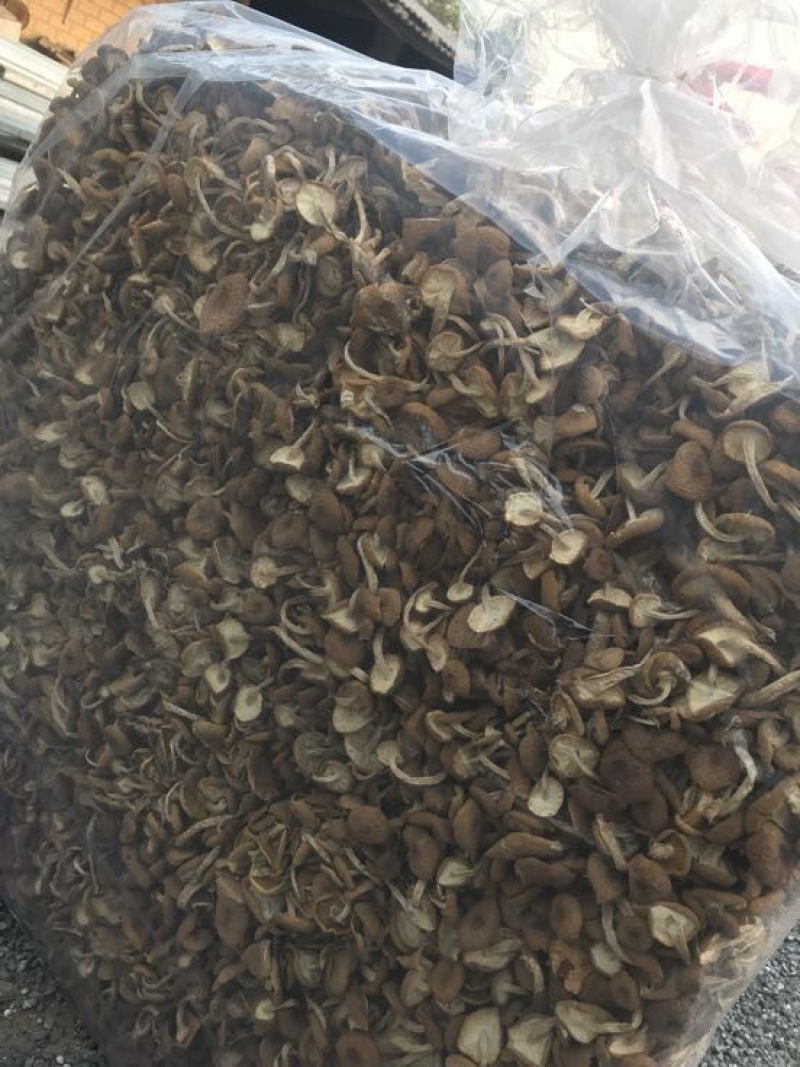 2025年新货三号茶树菇没开伞小帽子细条煲汤食材