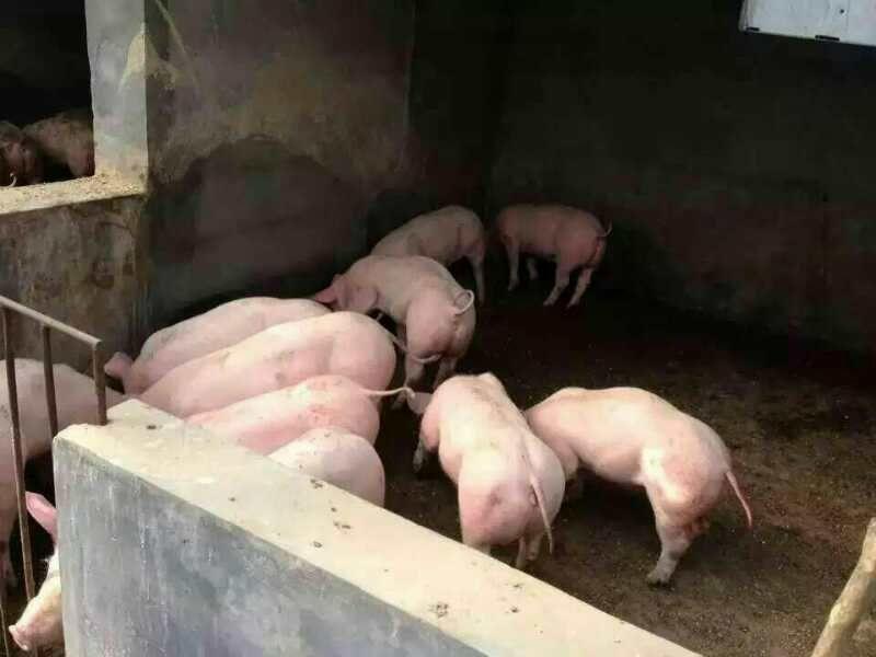 【猪场直销】三元仔猪包成活好饲养防疫严格品种齐全
